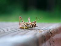Bifogad bild: grasshoppa_s.JPG